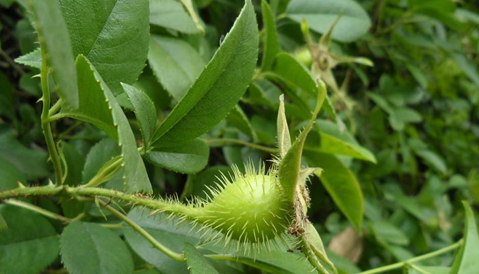 金樱子的功效与作用 金樱子图片